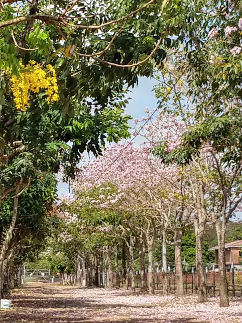 Chale Quintal Amazon Hotell Macapá Exteriör bild
